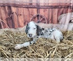 Small #1 Catahoula Leopard Dog
