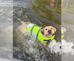 Small #1 Labrador Retriever Mix
