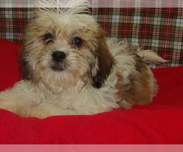Medium Photo #6 Zuchon Puppy For Sale in PATERSON, NJ, USA