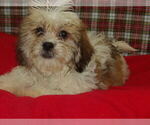 Small #5 Zuchon