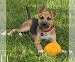 Small #2 Mutt