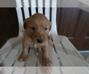 Golden Retriever Puppy for sale in ANN ARBOR, MI, USA