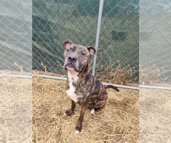 Medium Photo #5 Boxer-Unknown Mix Puppy For Sale in Evansville, IN, USA