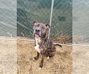 Noki - Male Boxer-Unknown Mix Dog for Adoption - Photo #5