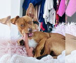 Small #5 Chihuahua Mix