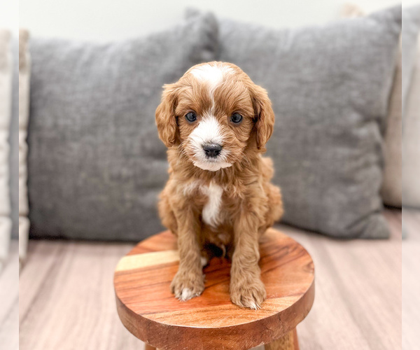 Medium Photo #3 Cavapoo (Miniature) Puppy For Sale in MILLERSBURG, OH, USA