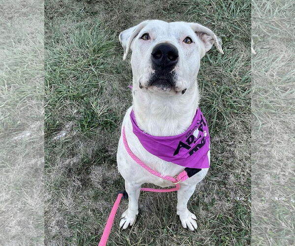 Medium Photo #2 Labrador Retriever-Unknown Mix Puppy For Sale in Germantown, OH, USA