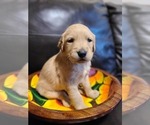 Small Photo #4 Golden Retriever Puppy For Sale in CHIMACUM, WA, USA