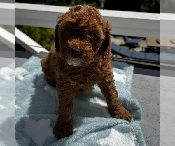 Medium Photo #5 Goldendoodle (Miniature) Puppy For Sale in APTOS, CA, USA
