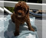 Small #4 Goldendoodle (Miniature)