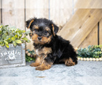 Small Photo #7 Yorkshire Terrier Puppy For Sale in GREENWICH, OH, USA