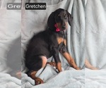 Small #3 Doberman Pinscher