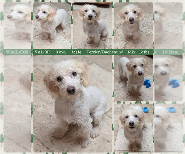 Medium Photo #1 Dachshund-Unknown Mix Puppy For Sale in Mesa, AZ, USA