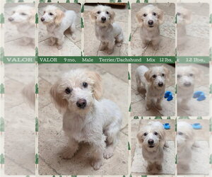 Dachshund-Unknown Mix Dogs for adoption in Mesa, AZ, USA