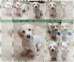 VALOR - Male Dachshund-Unknown Mix Dog for Adoption - Small photo
