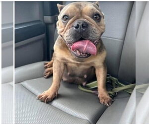 French Bulldog-Unknown Mix Dogs for adoption in New York, NY, USA