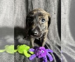 Small #1 Mutt