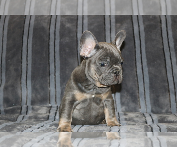 Medium Photo #3 French Bulldog Puppy For Sale in WINDSOR MILL, MD, USA