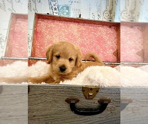 Miniature Labradoodle Puppy for sale in SPOKANE VALLEY, WA, USA