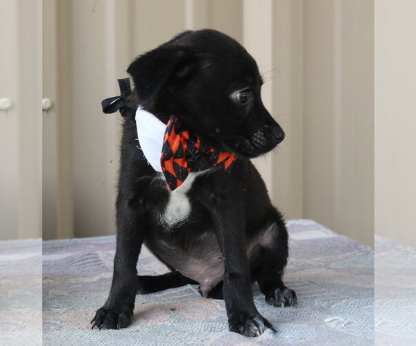 Medium Photo #4 Cairn Terrier Puppy For Sale in Bandera, TX, USA