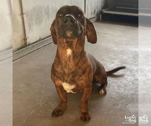 Dachshund-Unknown Mix Dogs for adoption in Washington, DC, USA