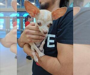 Chihuahua Dogs for adoption in Upland, CA, USA