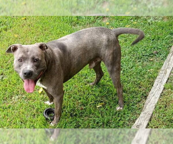 Medium Photo #1 American Pit Bull Terrier-Unknown Mix Puppy For Sale in Cabool, MO, USA
