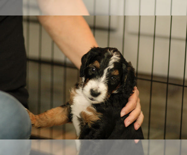 Medium Photo #10 Bernedoodle Puppy For Sale in ELDRIDGE, IA, USA