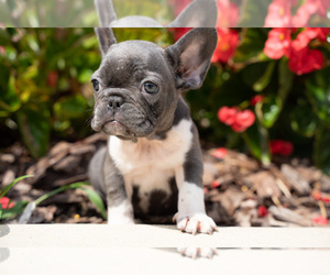 French Bulldog Puppy for sale in ATL, GA, USA
