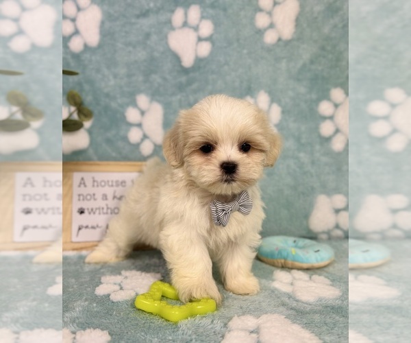 Medium Photo #4 Mal-Shi Puppy For Sale in NOBLESVILLE, IN, USA