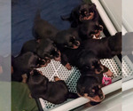 Small Photo #7 Rottweiler Puppy For Sale in DELAND, FL, USA