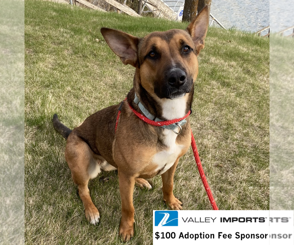 Medium Photo #4 Mutt Puppy For Sale in Fargo, ND, USA