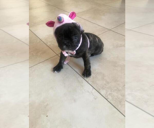 Medium Photo #1 French Bulldog Puppy For Sale in KENDALL, FL, USA