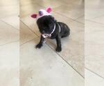 Small Photo #1 French Bulldog Puppy For Sale in KENDALL, FL, USA