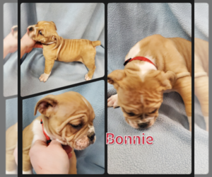Olde English Bulldogge Puppy for sale in WHEELER, MI, USA