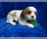 Small Cavalier King Charles Spaniel