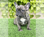 Puppy 2 French Bulldog