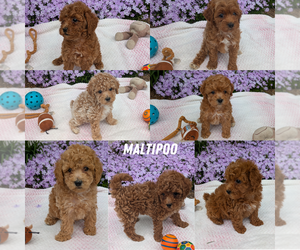Maltipoo Litter for sale in GOSHEN, IN, USA