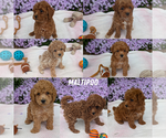 Image preview for Ad Listing. Nickname: Litter of 7