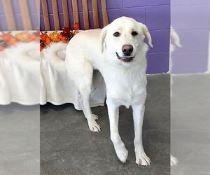 Labrador Retriever-Unknown Mix Dogs for adoption in Genesee, WI, USA