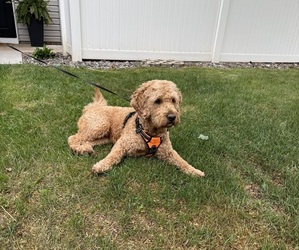 Father of the Goldendoodle (Miniature) puppies born on 07/13/2025