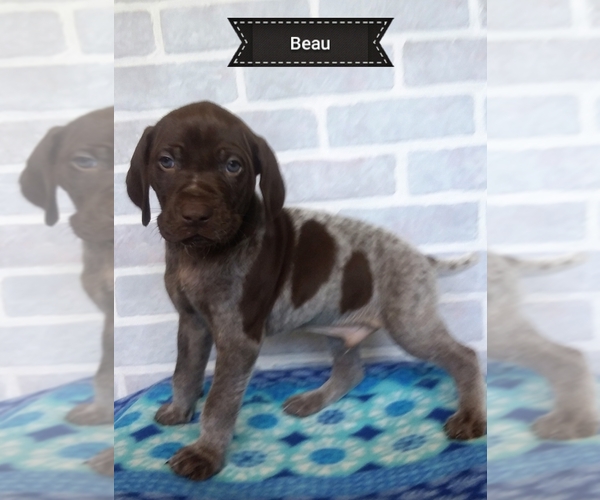 Medium Photo #9 German Shorthaired Pointer Puppy For Sale in ELBERTA, AL, USA