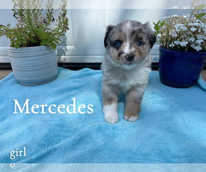 Miniature Australian Shepherd Puppy for sale in PIERCE, CO, USA