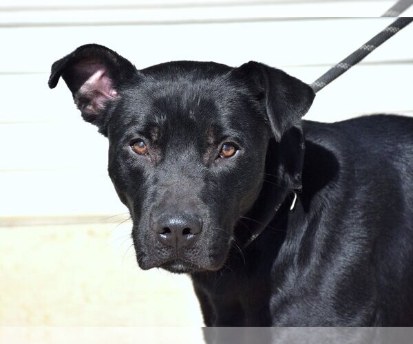 Medium Photo #1 Labrador Retriever-Unknown Mix Puppy For Sale in Anniston, AL, USA