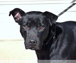 Small Labrador Retriever Mix
