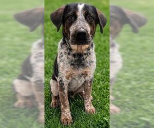 Mutt Dogs for adoption in Akron, OH, USA