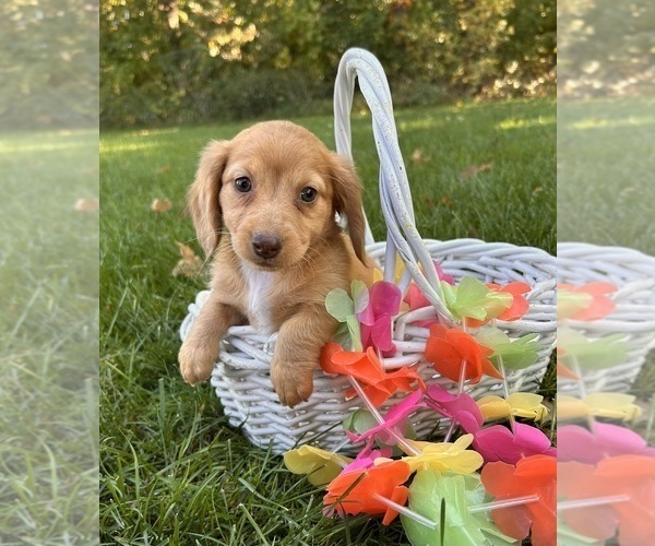 Medium Photo #2 Dachshund Puppy For Sale in MIDDLEBURY, IN, USA