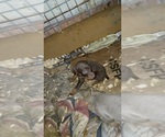 Puppy Lil Ronnie Doberman Pinscher