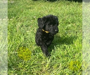 Goldendoodle Puppy for sale in VIRGINIA BEACH, VA, USA