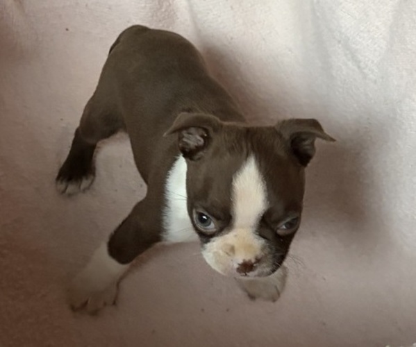 Medium Photo #1 Boston Terrier Puppy For Sale in KALONA, IA, USA